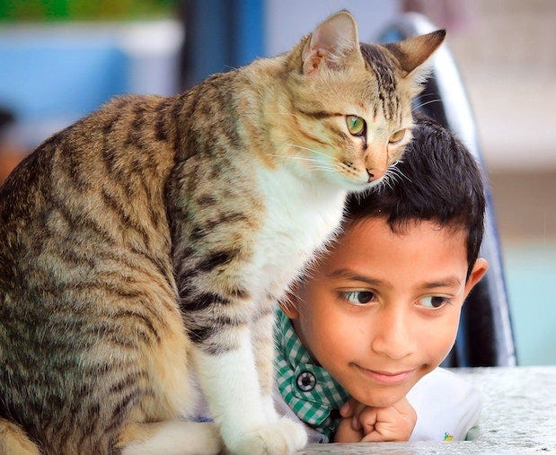 Calico tabby cat sitting with a boy - how to help cats and kids get along