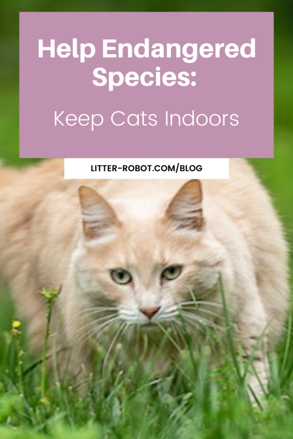 long-haired cream-colored cat stalking through grass - help endangered species by keeping cats indoors
