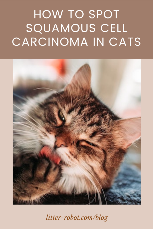 Brown long-haired cat licking paw - how to spot squamous cell carcinoma in cats