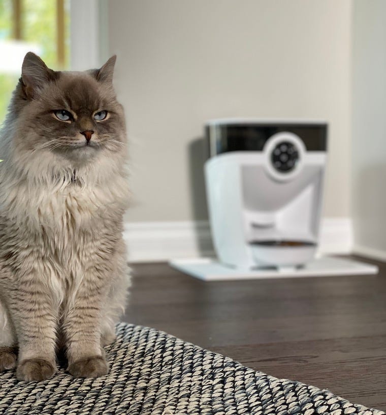 Siberian cat sitting on a rug with Feeder-Robot automatic pet feeder in the background - how to feed a cat while on vacation