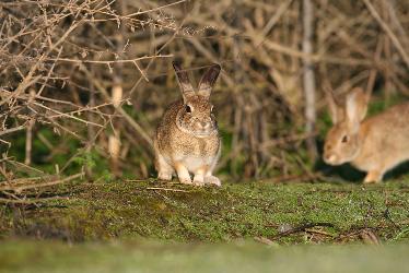 riparian brush rabbit - endangered species in the US