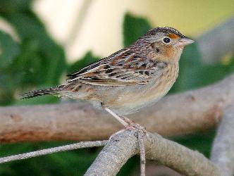 florida grasshopper sparrow - endangered species in the US