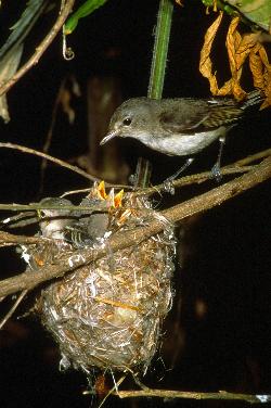 least bell's vireo - endangered species in the US