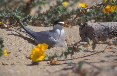 california least tern - endangered species in the US
