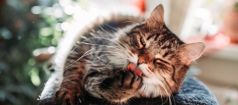 Maine Coon cat licking paw