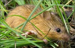 new mexico meadow jumping mouse - endangered species in the US