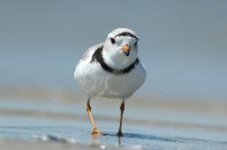 piping plover - endangered species in the US
