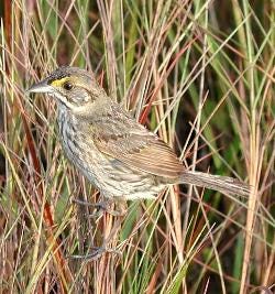 cape sable seaside sparrow - endangered species in the US