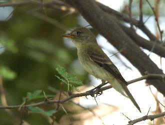 southwestern willow flycatcher - endangered species in the US
