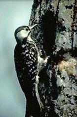 red-cockaded woodpecker - endangered species in the US