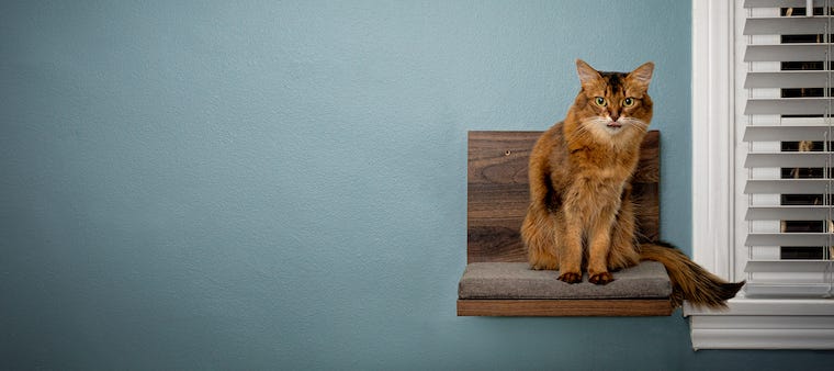 somali cat on cat shelf