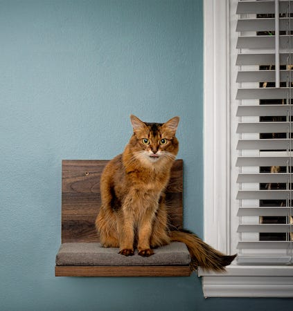 Abyssinian cat on cat shelf - modern cat tree alternatives