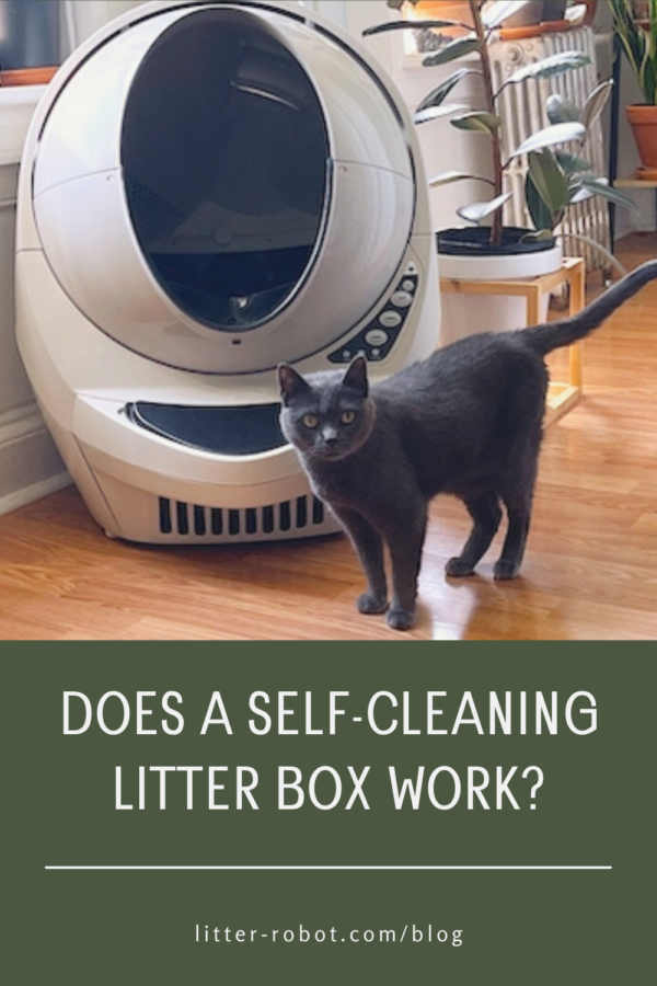 Russian Blue cat standing in front of beige Litter-Robot 3 Connect - does a self-cleaning litter box work?