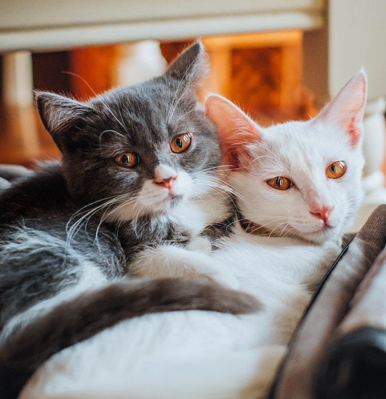 Grey tuxedo cat and white cat cuddling together - how to introduce cats