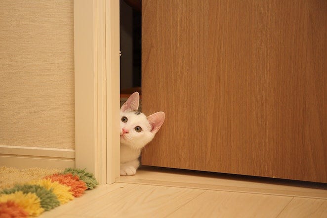 White cat peeking face out of cracked door - how to introduce cats