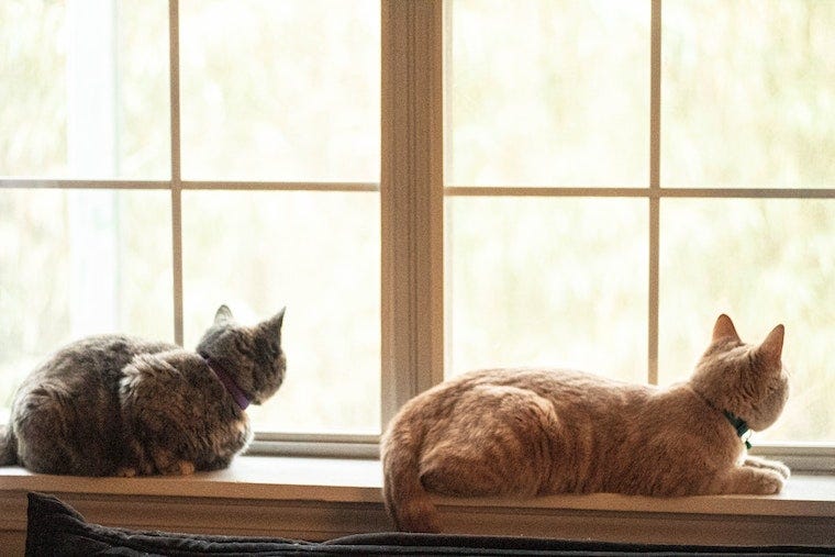 Tortie cat and orange tabby cat lying on a windowsill next to each other - how to introduce cats