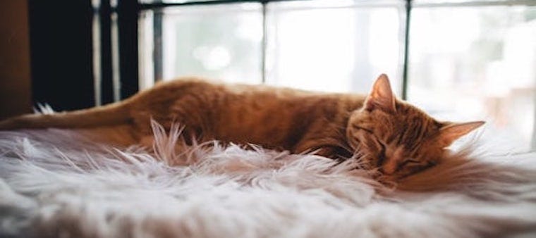 8 Orange Tabby Cat Facts