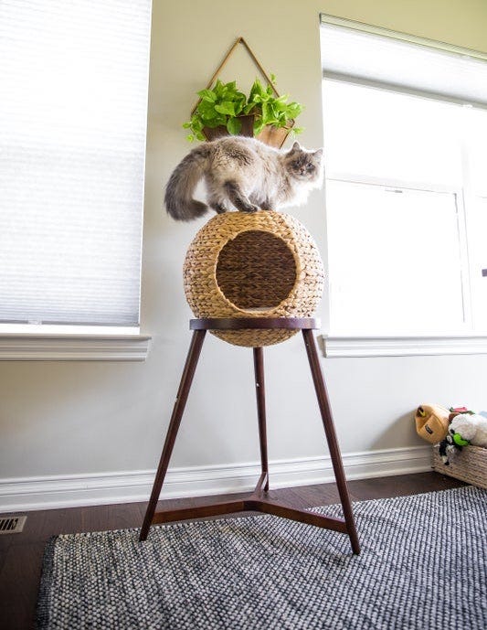 Siberian cat on top of cat orb - modern cat tree alternatives