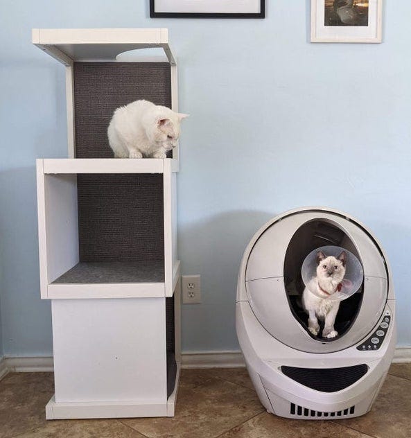 White cat inside cat tower - modern cat tree alternatives