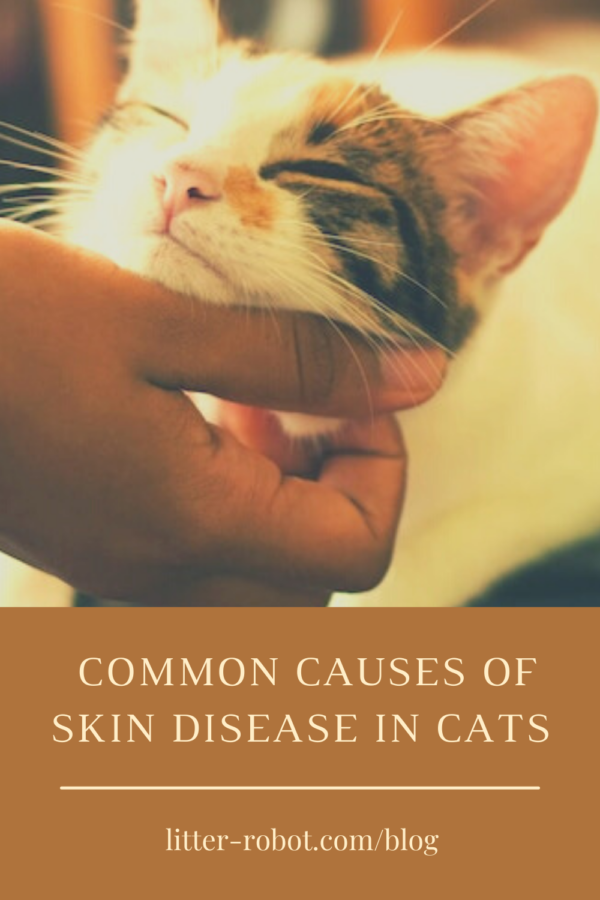 hand scratching under the chin of a calico cat - common causes of skin disease in cats