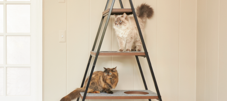 two Siberian cats on cat tree 