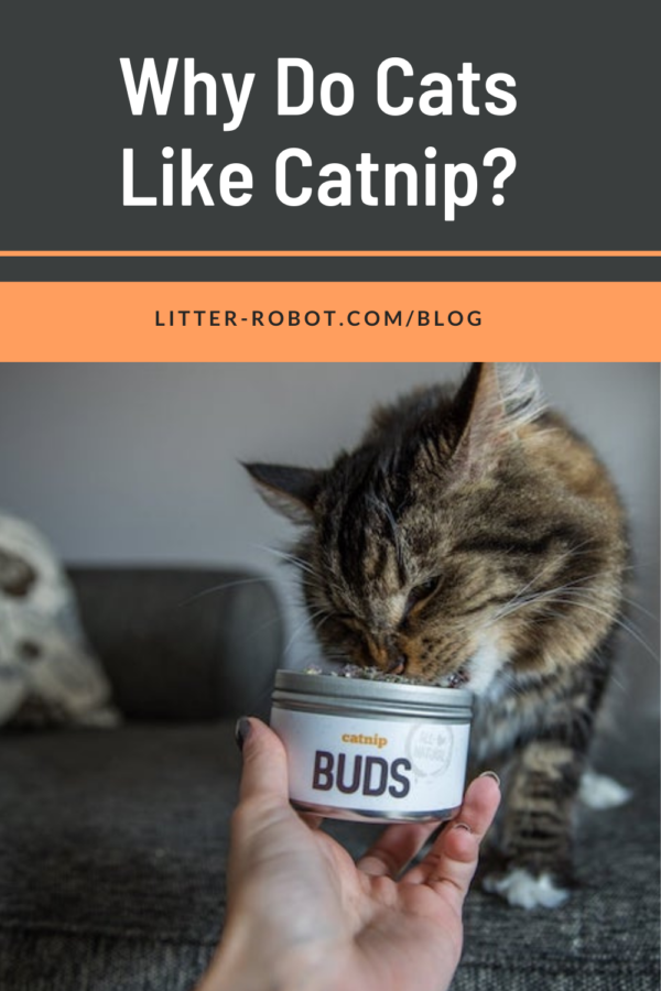 Maine Coon cat sniffing catnip buds - why do cats like catnip?