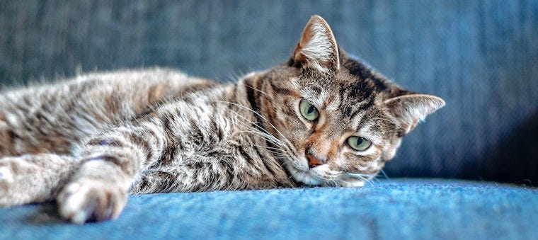 brown tabby cat lying on blue couch