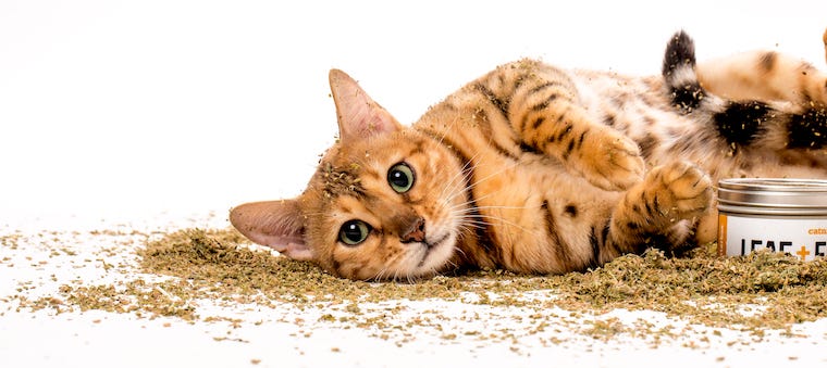 bengal cat lying in catnip