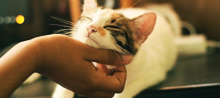 hand scratching under chin of calico cat