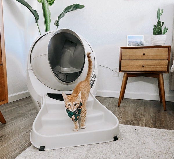 Orange tabby cat with handkerchief on ramp in from of elevated litter box Litter-Robot 3 Connect 