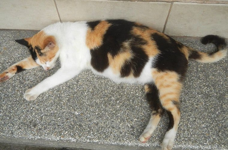 Calico cat sleeping with swollen abdomen - how to tell if a cat is pregnant