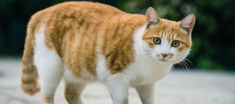 Pregnant orange and white tabby cat
