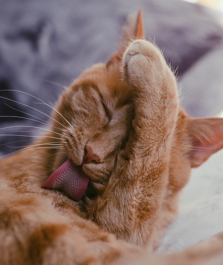 orange tabby cat grooming himself - is your cat overgrooming?
