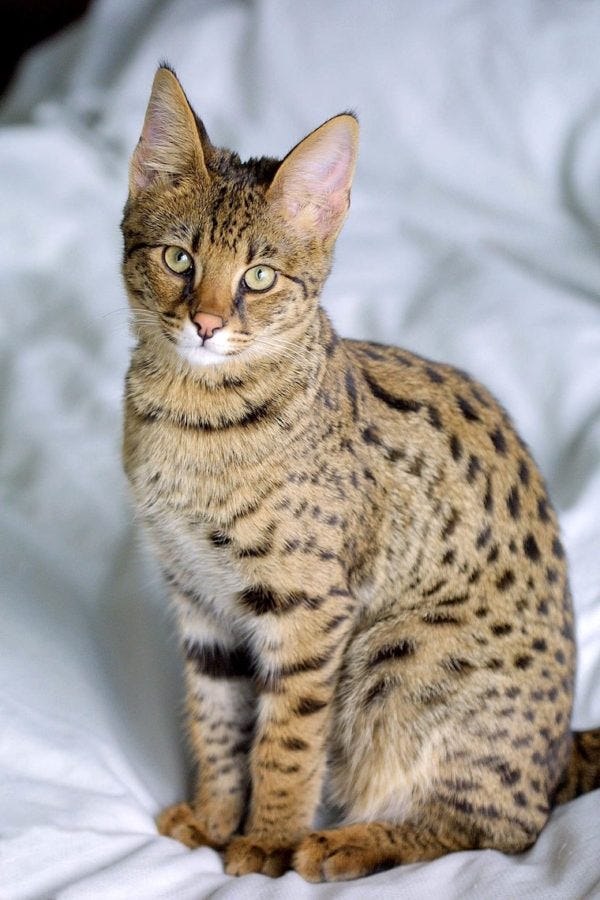 Savannah cat - largest cat breeds