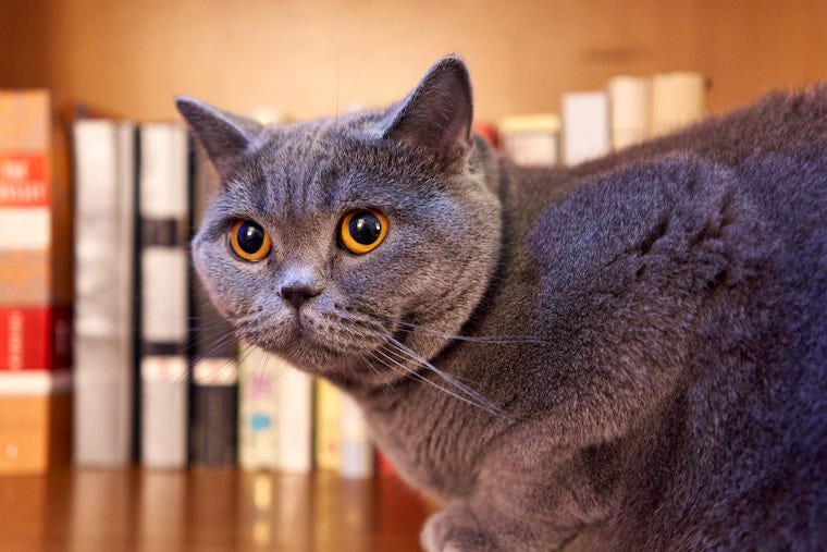 British Shorthair cat - largest cat breeds