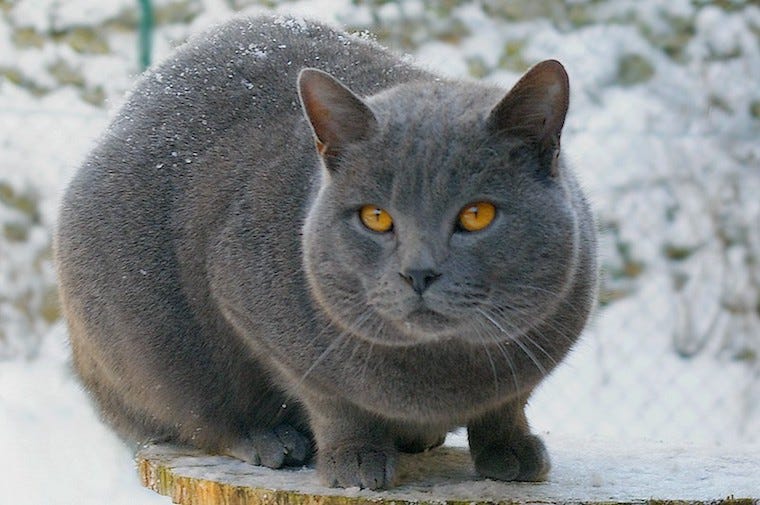 Chartreaux cat - largest cat breeds