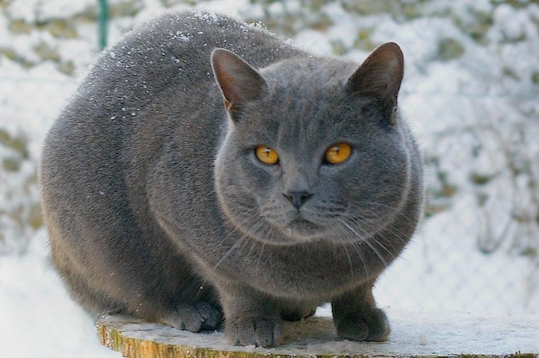 10 large cat breeds: All the basics about big house cats -   Resources