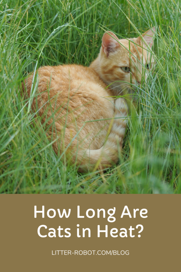 orange tabby cat lying in tall grass - how long are cats in heat?