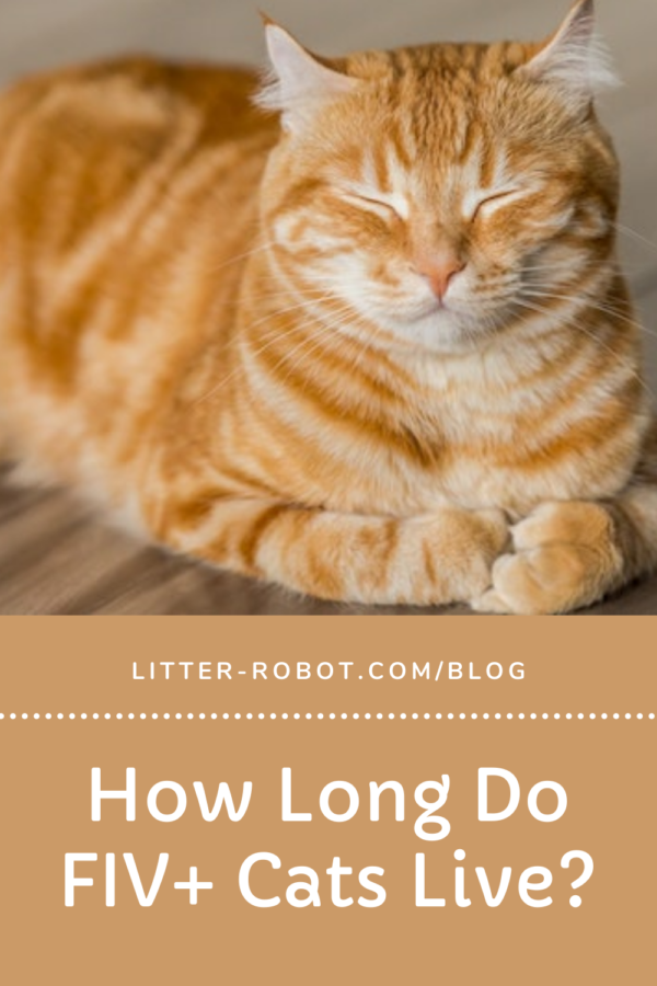 orange tabby cat sleeping - how long do FIV+ cats live?
