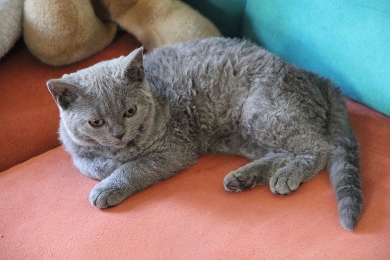 Selkirk Rex cat - largest cat breeds