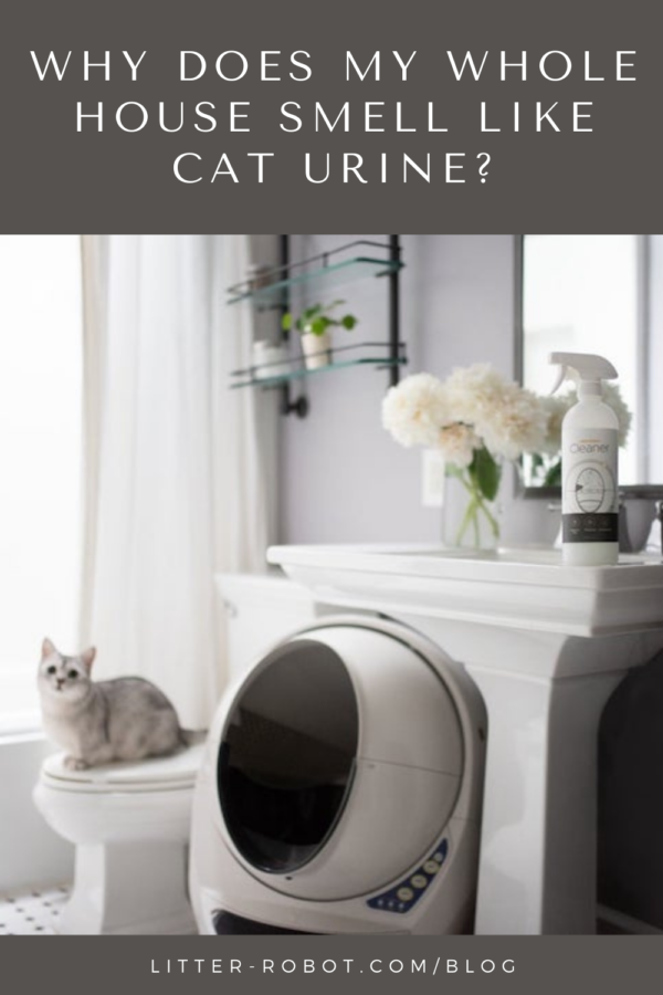 White cat sitting on toilet next to self-cleaning Litter-Robot with Litter-Robot cleaner spray above - why does my whole house smell like cat urine?