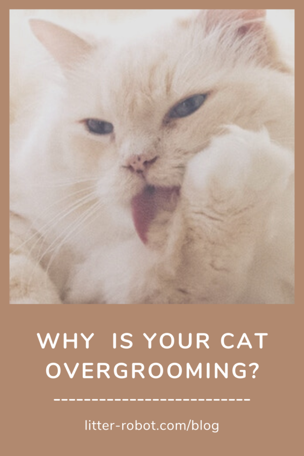 long-haired white cat licking leg - why is your cat overgrooming?