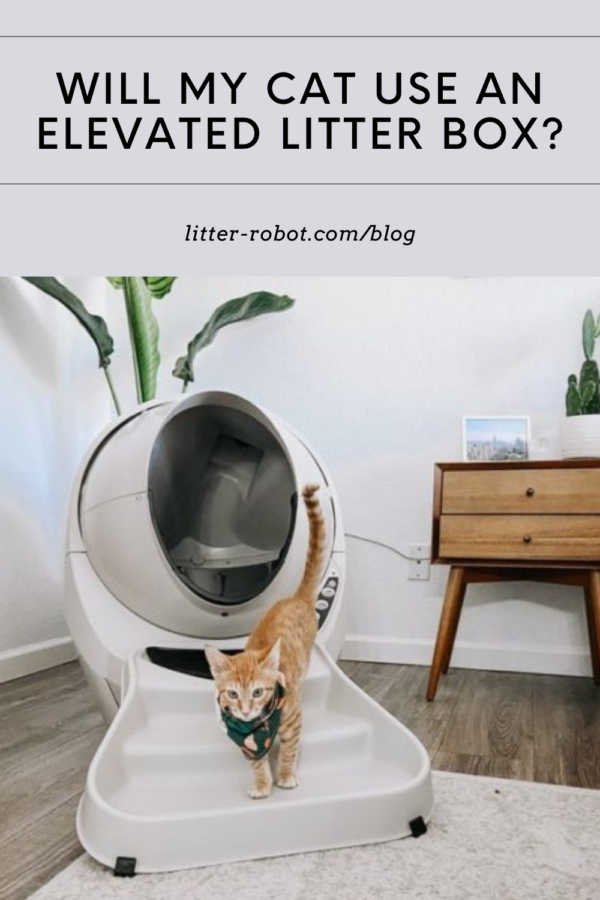 Orange tabby cat with handkerchief on ramp in from of Litter-Robot 3 Connect - will my cat use an elevated litter box?
