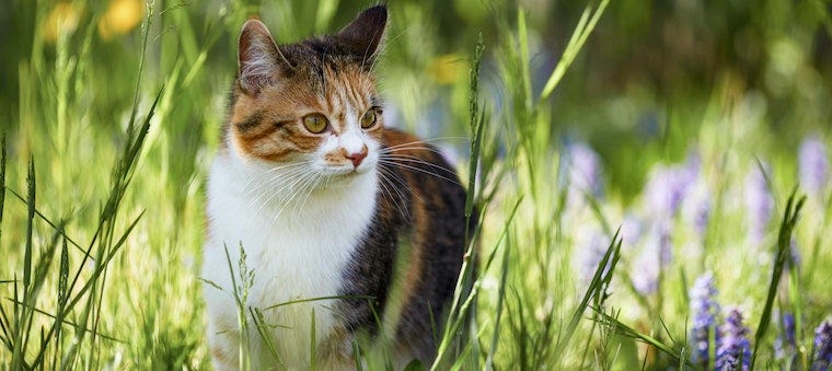 calico cat in spring wildflowers