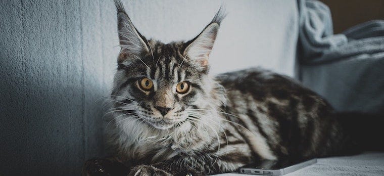 What Are the Largest Cat Breeds?