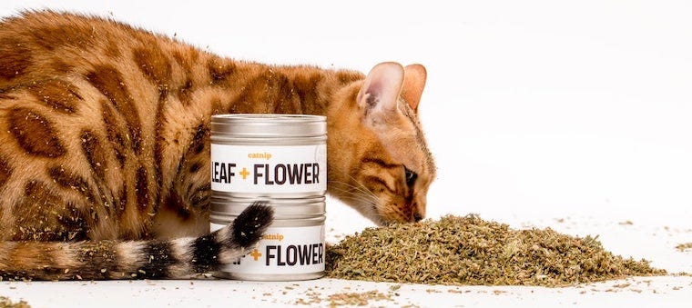 Can Cats Eat Catnip? The Do’s and Don’ts of Catnip