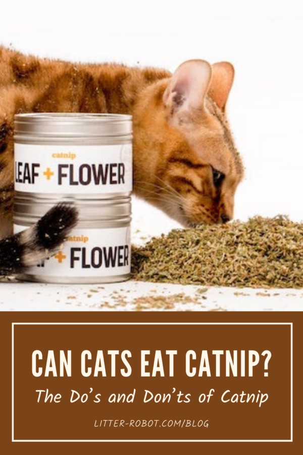 bengal cat sniffing pile of catnip - can cats eat catnip?
