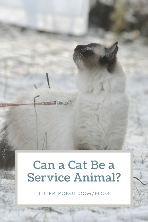 Can a Cat Be a Service Animal?