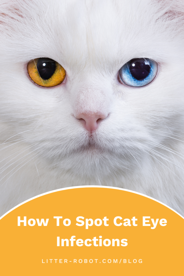white cat with different-colored eyes - how to spot cat eye infections