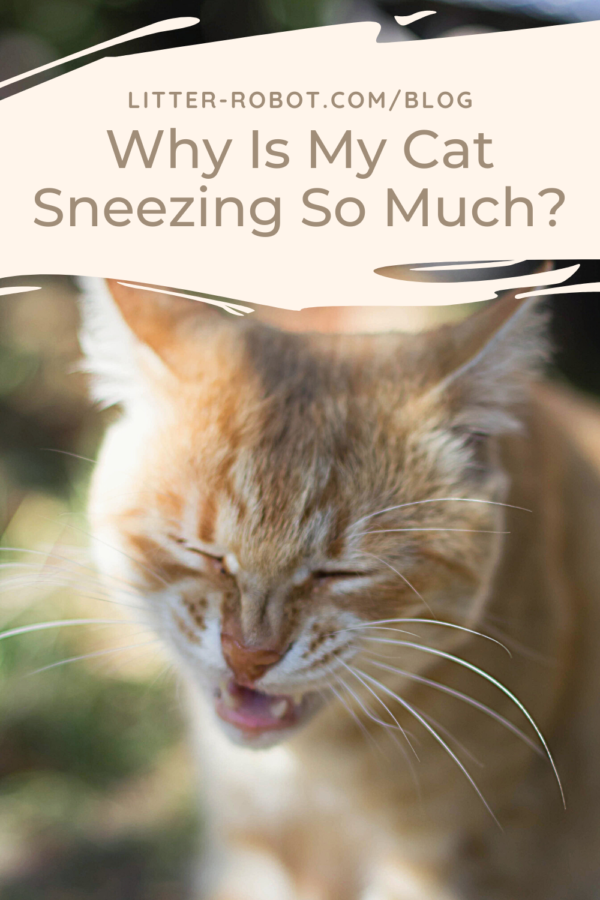 orange tabby cat sneezing - why is my cat sneezing so much